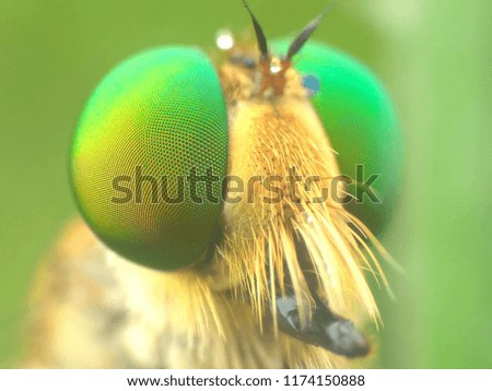 robberfly asilidae predator