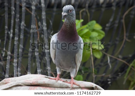 A Racing Homer or Omar is a breed of domestic pigeon that has been selectively bred for more speed and enhanced homing instinct for the sport of pigeon racing.
