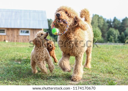 toy and standard poodle are played on the lawn. Pedigree dogs of apricot color. Royalty-Free Stock Photo #1174170670