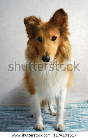 red dog standing on the cloth in photostudio and look at the camera 