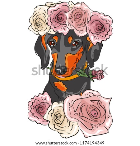 Attractive black Dachshund, in a wreath of delicious pink roses. Illustration for magazine, printing, website, poster, print for clothes.