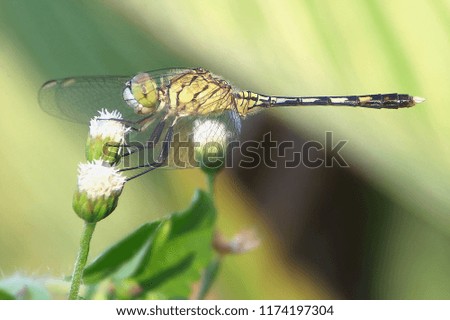 dragonfly eat beautiful