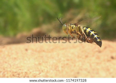 sandwasp fly eat