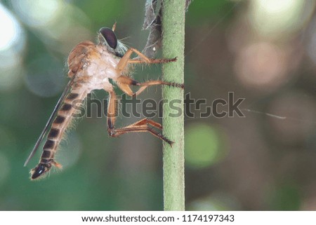 robberfly eat predator