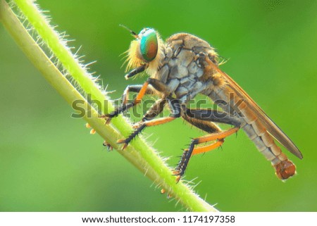 robberfly eat predator