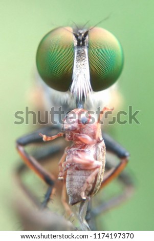 robberfly eat predator 