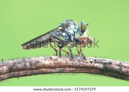 robberfly eat predator 