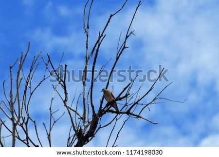 blue sky background and Dove natural photography