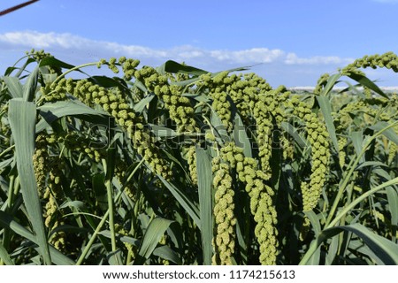Millet in outdoor