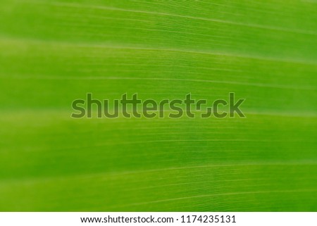 Closed up banana leaf texture abstract background.