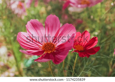 Pink Cosmos and the light