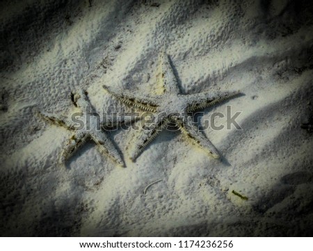 Sea stars in Anda beach, Philippines