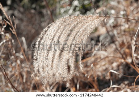 Miscanthus sinensis (Japanese pampas grass). Isolated. Stem hanging to the left. Close-up. Bokeh background. Horizontal shot.
