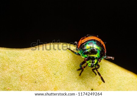 Colourful baby bugs Chrysocoris stollii on greens leaves from macro photography with blurry backgrounds