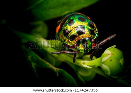 Colourful baby bugs Chrysocoris stollii on greens leaves from macro photography with blurry backgrounds Royalty-Free Stock Photo #1174249336