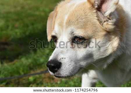 Close up side view of peaceful mixed breed terrier with tan and white fur.  Select focus.  Background is grass, blurred. Face dominates picture.