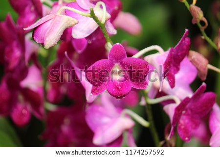 Violet Orchid flowers dew