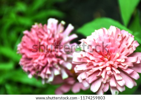 Zinnia flowers
 (Scientific name : Zinnia  violacea Cav.)