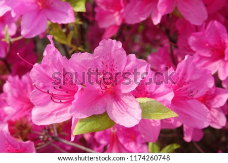 royal azalea blossom, violet, radiant color Royalty-Free Stock Photo #1174260748