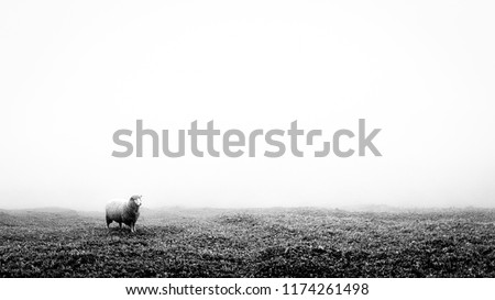 One lonely sheep on a grass field. This image is black and white. It was foggy and misty. The weather condition was cold. The image has a minimalism feel. It is suitable to add text or quote. Royalty-Free Stock Photo #1174261498