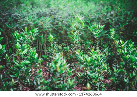 Green Plants background
