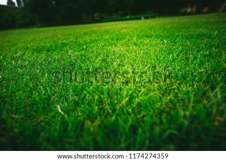 Green Grass texture Background
