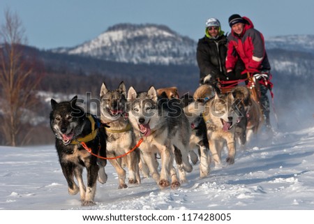 Race on a dog team in Russia on the peninsula of Kamchatka