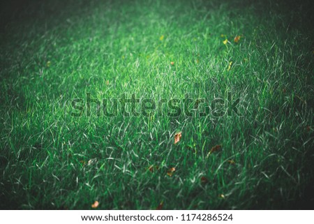 Green grass background
