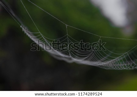 Hanging spider web in front of the green and blurry nature background. One part of spider web is in focus, other is blurred