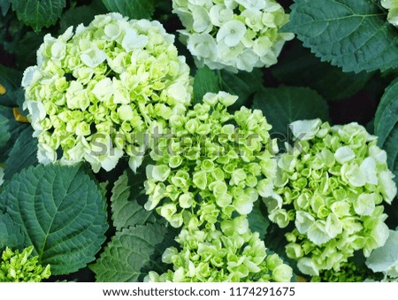 Beautiful white Hydrangea macrophylla flower blooming in the garden with green leave background.
