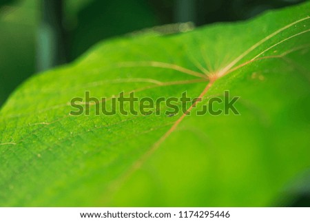 Green Leave background 