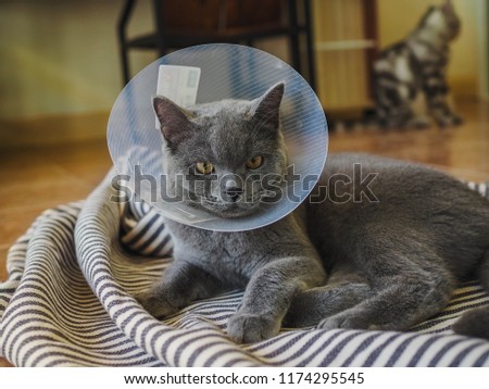 short of beautiful male 8 months British shorthair blue gray cat with yellow green eyes siting down on Striptease cotton wearing a buster collar after a sterilization looking straight ahead to camera