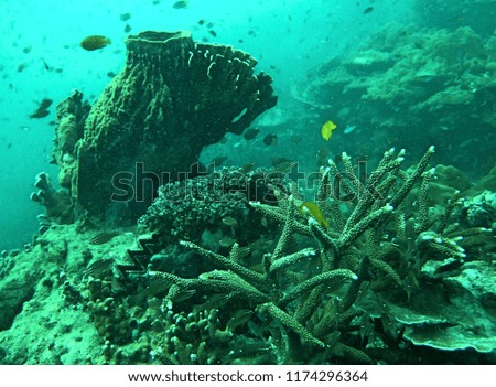 South Sea Underwater Thailand