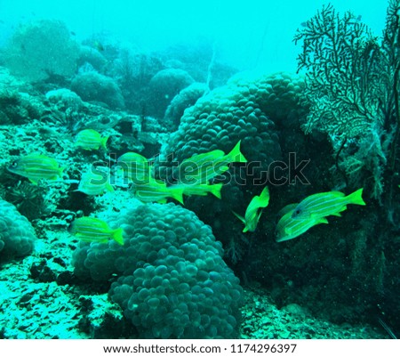 South Sea Underwater Thailand