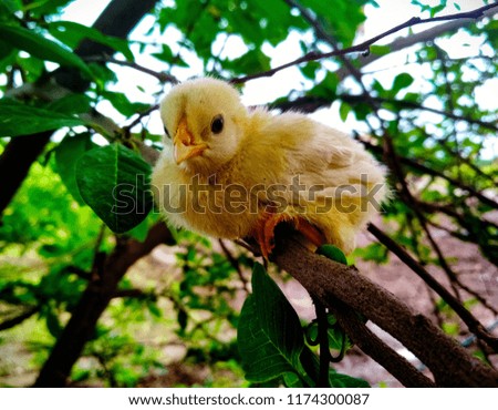Small chicken Picture