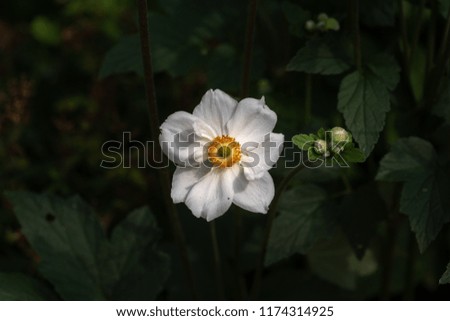 Color outdoor floral amcro portrait image of a blooming white autumn anemone blossom with buds taken on a sunny summer day with natural blurred dark background