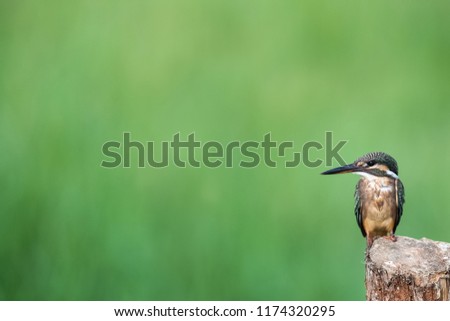 kingfisher standing on wooden pole with green natural background