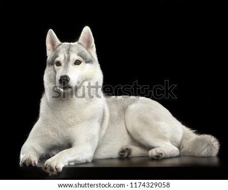 Siberian Husky Dog Isolated  on Black Background in studio