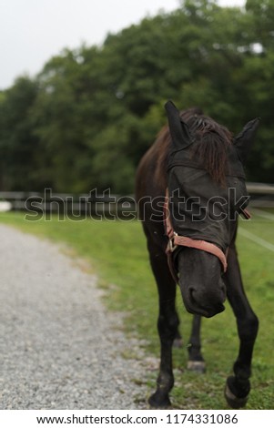 Picture of a horse