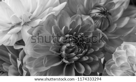 Beautiful Black and White Dahlia Flowers