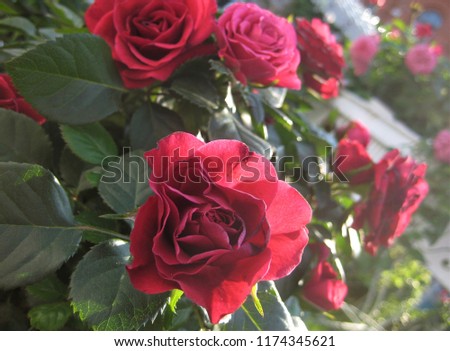 macro photo with a beautiful decorative flower of a Bush rose plant with petals of a delicate red shade of color in sunlight as a source for prints, posters, decor, Wallpaper