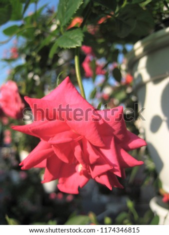 macro photo with a beautiful decorative flower of a Bush rose plant with petals of a delicate pink shade of color in sunlight as a source for prints, posters, decor, Wallpaper