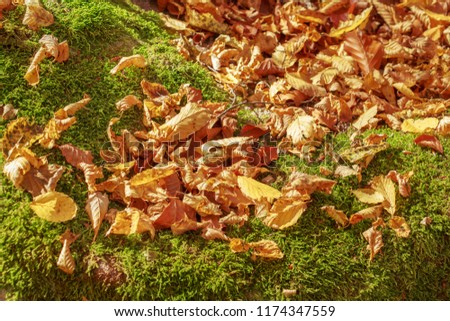 Beautiful view of autumn leaves (autumn foliage) on the ground