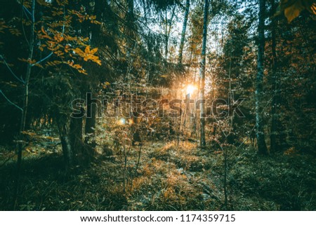 beautiful bright sunset in a wild forest, beautiful scenery, natural background and texture