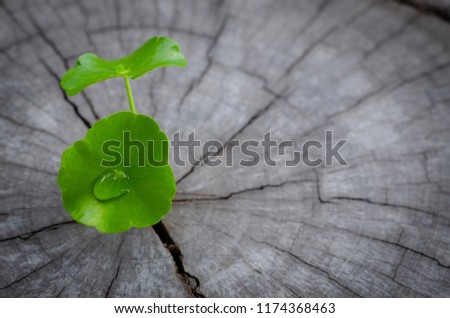 new green leaf born on old tree, water drop on new green leaf ,nature