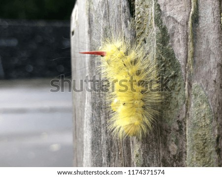 Yellow caterpillar on stump