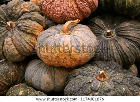 Pile of dark color and rough peel pumpkins in the harvest season, Texture Background