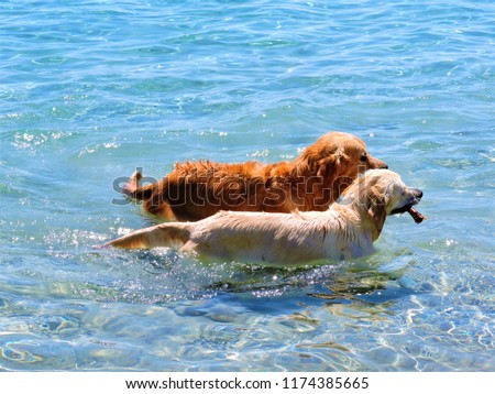 dogs playing in the sea