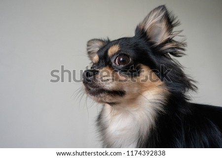 Close up of black chihuahua dog with isolate background