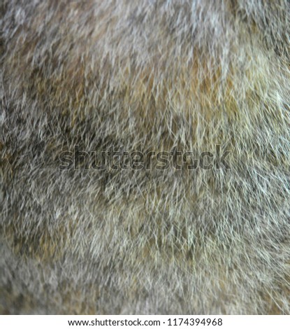 Details of cat fur texture